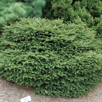 Picea abies - 'Nidiformis' Bird's Nest Spruce