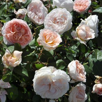 Rosa (Hybrid Tea Rose) - Parfuma&reg; 'Bliss'