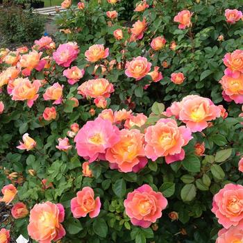Rosa - 'Fruity Petals&trade;' Rose