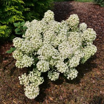 Hydrangea paniculata (Panicle Hydrangea) - Tiny Quick Fire&reg; 