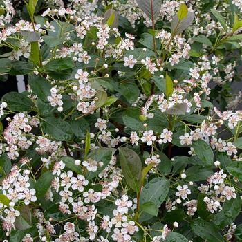 Aronia melanocarpa - 'Low Scape Snowfire®' Chokeberry