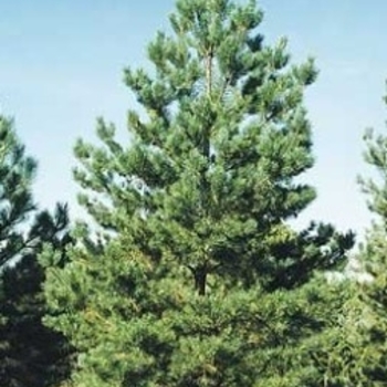 Pinus sylvestris - Scotch Pine