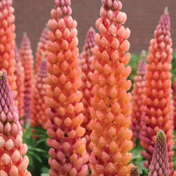 Lupinus polyphyllus (Lupine) - Westcountry&trade; 'Salmon Star'