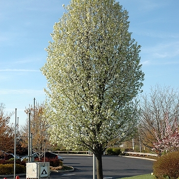 Pyrus calleryana - 'Chanticleer®' Pear