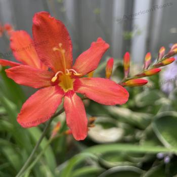Crocosmia aurea - 'Sharona' Montbretia