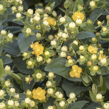 Hypericum x inodorum (St. John's Wort) - FloralBerry® 'Chardonnay'