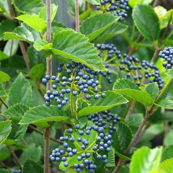 Viburnum dentatum - 'Chicago Lustre®' Arrowwood Viburnum