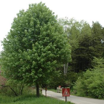 Acer x freemanii - 'Marmo' Freeman Maple