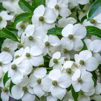 Cornus angustata - 'Empress of China®' Dogwood