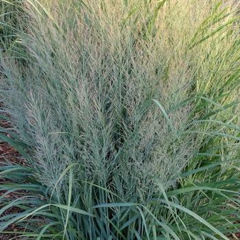 Panicum virgatum - 'Gunsmoke' Switchgrass