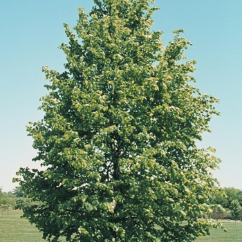 Tilia cordata - Littleleaf Linden