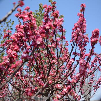 Malus - 'Coralburst' Crabapple