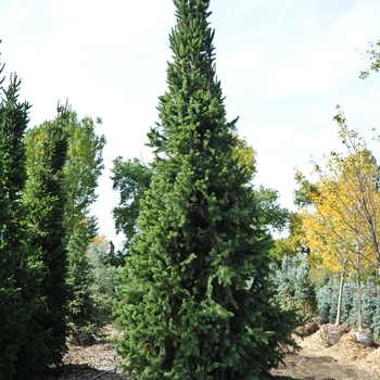 Picea abies - 'Cupressina' Norway Spruce