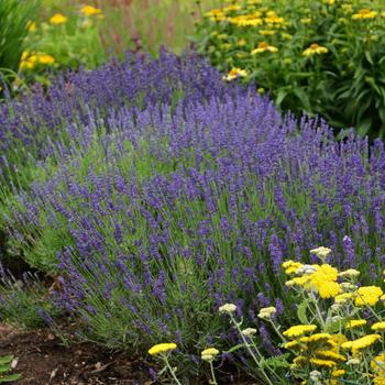 Lavandula angustifolia - 'Hidcote Blue' Lavender