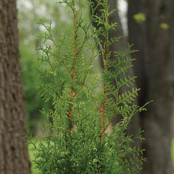 Thuja plicata - Sugar and Spice&trade; Arborvitae