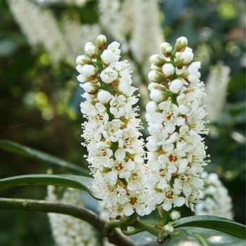 Prunus laurocerasus - 'Otto Luyken' English Cherry Laurel