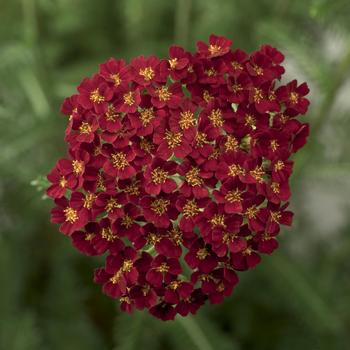 Achillea (Yarrow) - Desert Eve™ Red