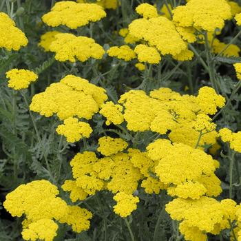 Achillea millefolium - 'Moonshine' Yarrow