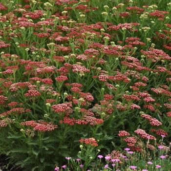 Achillea millefolium (Yarrow) - New Vintage™ Red