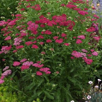 Achillea millefolium (Yarrow) - New Vintage™ Violet