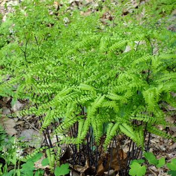 Adiantum pedatum - Northern Maidenhair Fern