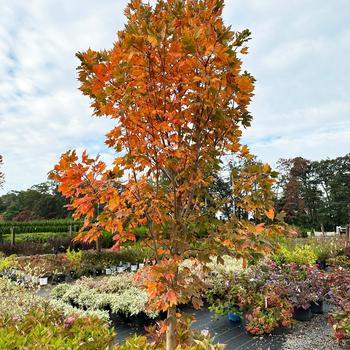 Acer saccharum - 'Green Mountain' Sugar Maple