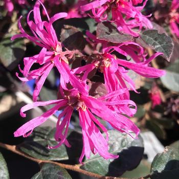 Loropetalum chinense - 'Sizzling Pink' Fringe Flower