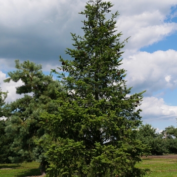 Pseudotsuga menziesii - Douglas fir