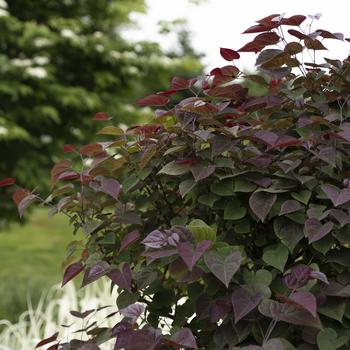 Cercis canadensis - Garden Gems® Amethyst Redbud