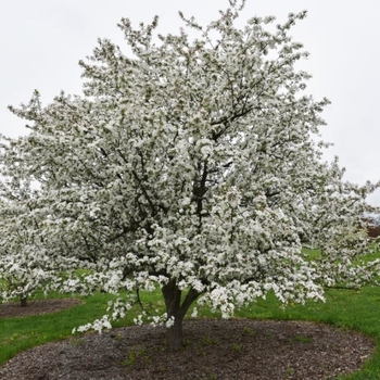 Malus - 'Starlite®' Crabapple