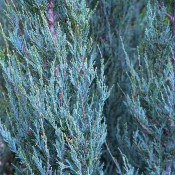 Juniperus scopulorum - 'Skyrocket' Juniper