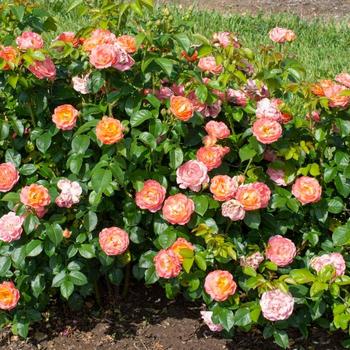 Rosa x - Knock Out&reg; Orange Glow&trade; Rose
