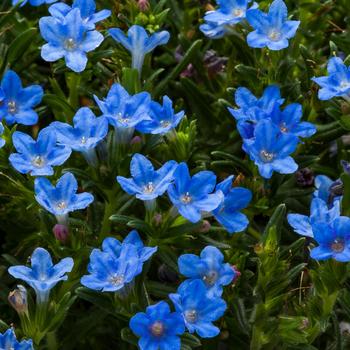 Lithodora - Tidepool&trade; Sky Blue