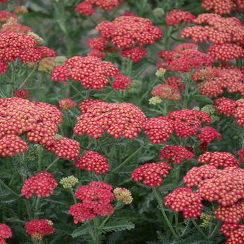 Achillea - 'Firefly Red Pop' Yarrow