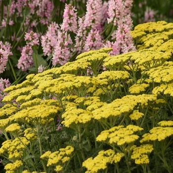 Achillea - 'Firefly Sunshine' Yarrow