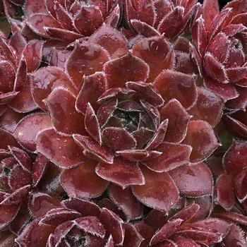 Sempervivum (Hens and Chicks) - Chick Charms® Berry Bomb™