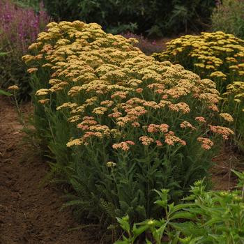 Achillea millefolium (Yarrow) - New Vintage™ Terracotta