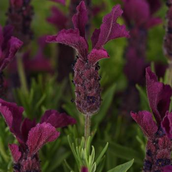 Lavandula stoechas (Lavender) - 'Anouk Burgundy'