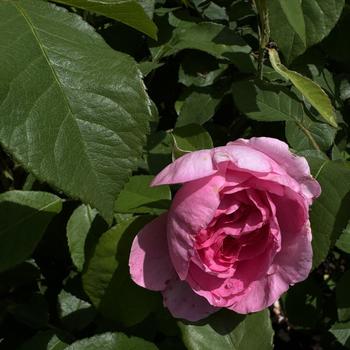 Rosa - 'Gertrude Jekyll' Rose