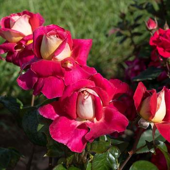 Rosa - 'Cherries & Champagne' Hybrid Tea Rose