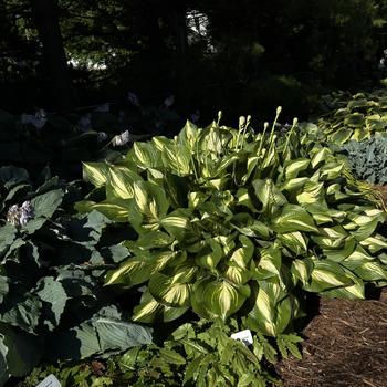 Hosta (Plantain Lily, Hosta) - Shadowland&reg; 'Miss America'