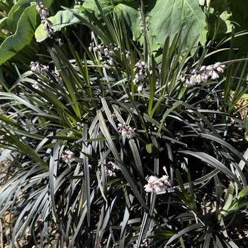 Ophiopogon planiscapus - 'Niger' Black Mundo Grass