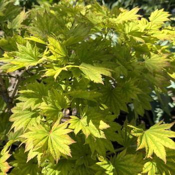 Acer shirasawanum - 'Aureum' Fullmoon Maple