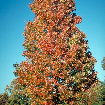 Acer rubrum - 'Bowhall' Red Maple