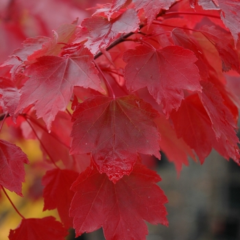 Acer rubrum - 'Brandywine' Red Maple