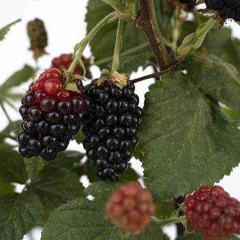 Rubus - Blackberry