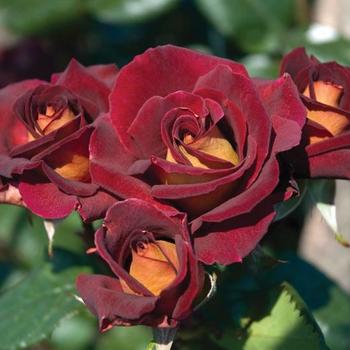 Rosa - 'Dark Night&trade;' Rose