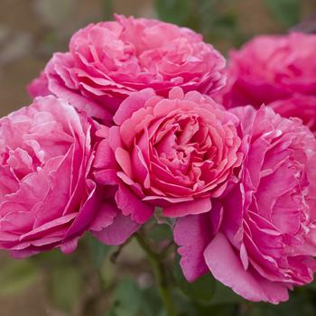 Rosa - 'Dee-lish&reg;' Hybrid Tea Rose