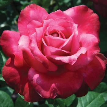 Rosa - 'Girls' Night Out' Hybrid Tea Rose