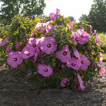 Hibiscus moscheutos (Rose-Mallow) - Head Over Heels&reg; 'Adore'